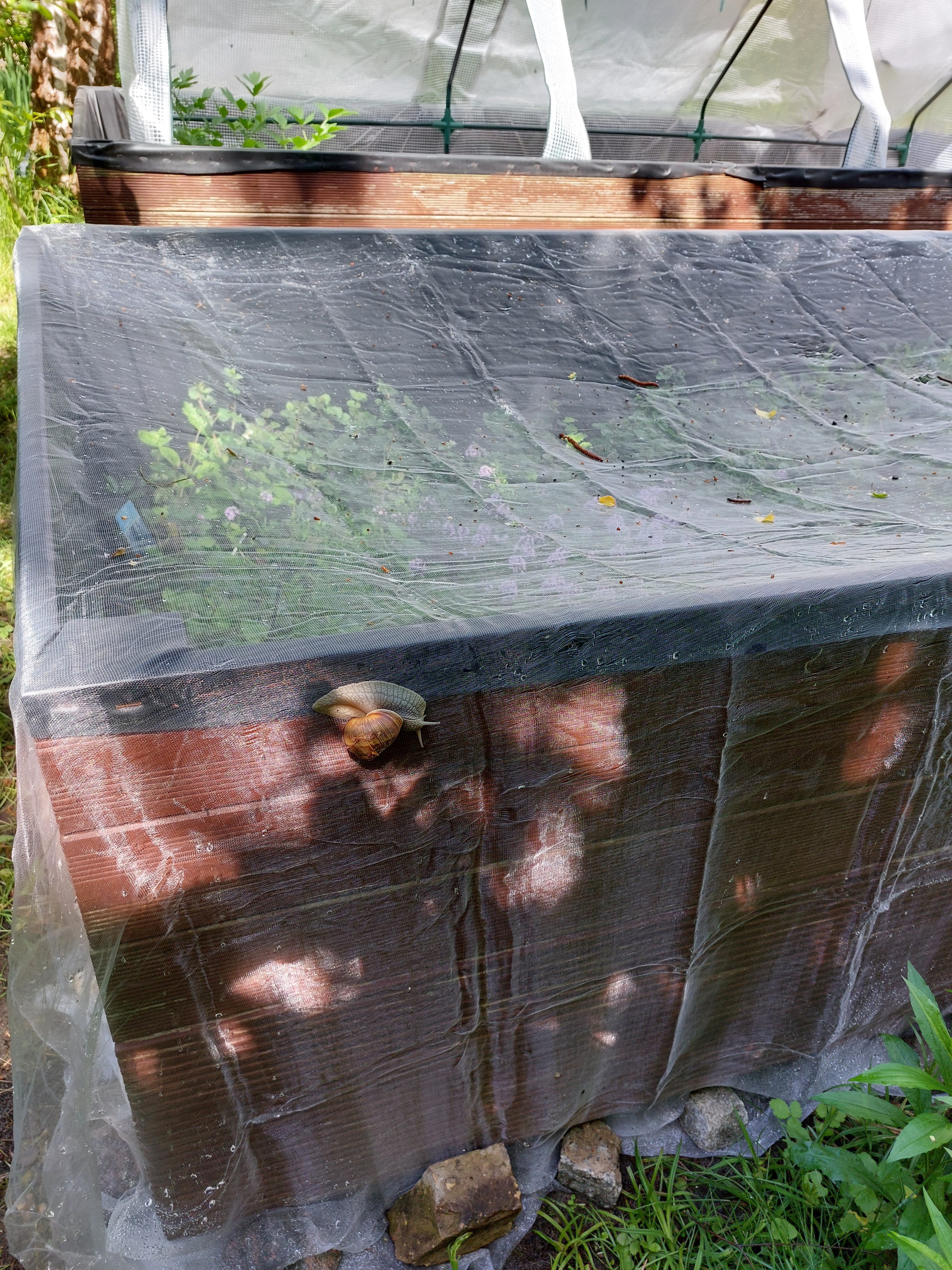Was hat der Waschbär in unserem Garten mit alten Denk- und Verhaltensmustern zu tun?